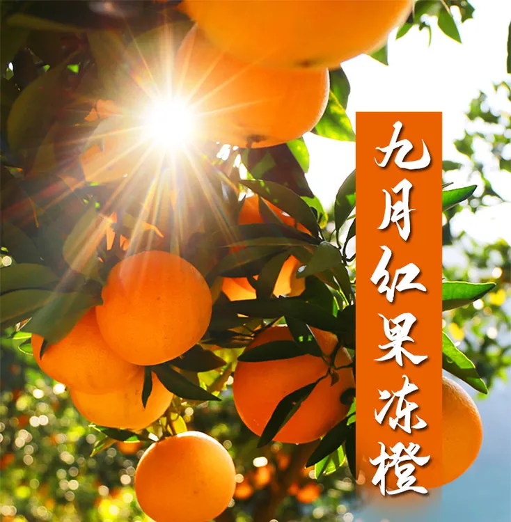 秭归九月红脐橙果园现发新鲜橙子应季水果果冻橙果香甜汁多易化渣