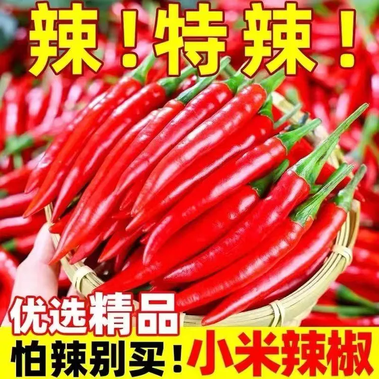 新鲜特辣小米椒小米辣椒朝天椒辣巨辣朝天椒指天椒全红辣椒包邮