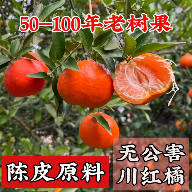 【无公害川红橘】百年古树红桔 老品种川红橘 陈皮原料果园直发水果