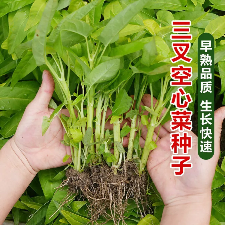 新款【三叉空心菜种子】大叶通心菜种子四季产易阳台盆栽菜