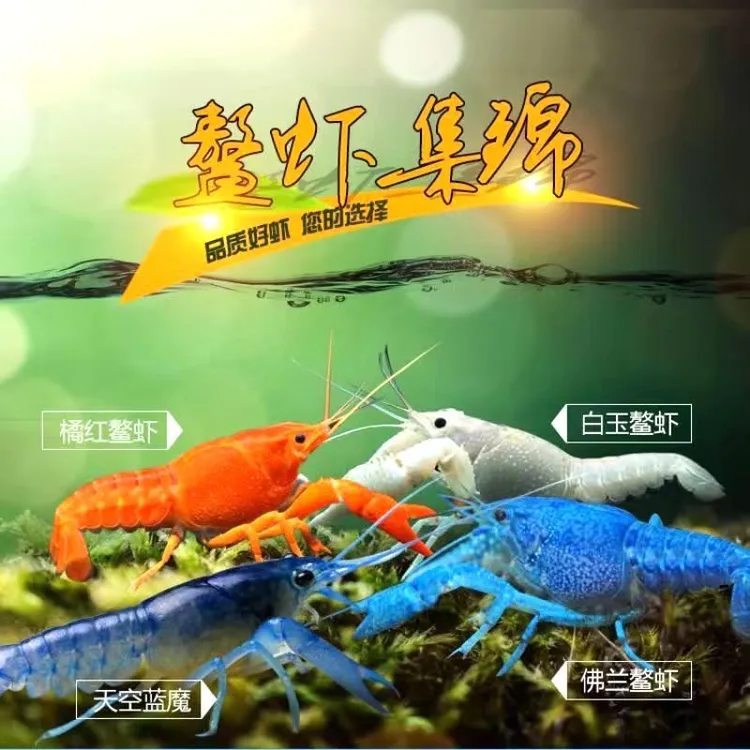‌天空蓝魔鳌虾活体观赏鳌虾 白纹鳌虾幼体桌面水族造景冷水缸除藻