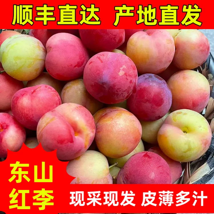 时令新鲜水果苏州东山红李李子黄李子