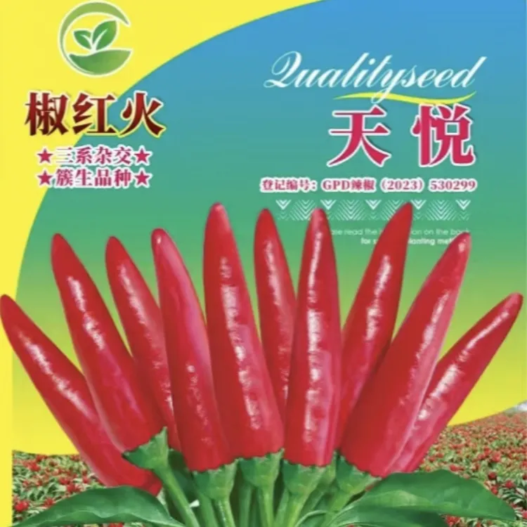 三系杂交椒红火干湿两用抗病抗倒抗白飞虱枝分枝杈分杈