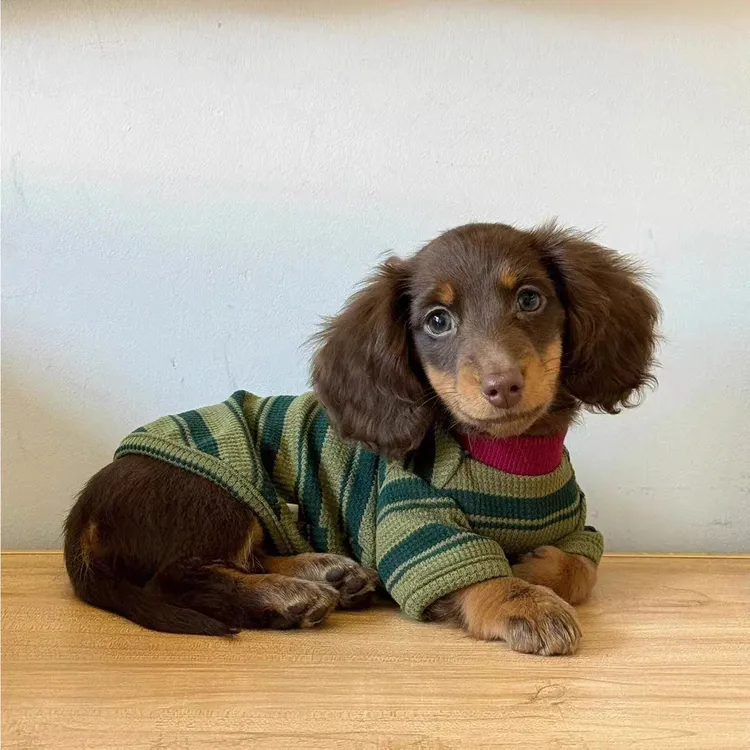 腊肠犬衣服春秋装防着凉条纹两脚衣小型犬狗狗泰迪比熊秋冬天卫衣