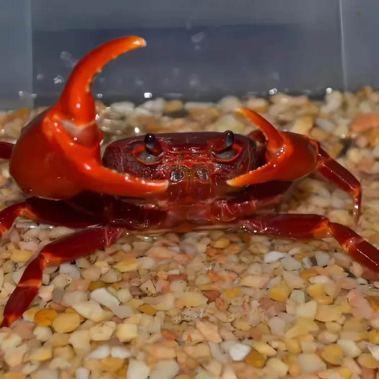 南海溪蟹香港HK红淡水宠物血手白手螃蟹杂食原生易养水陆观赏蟹