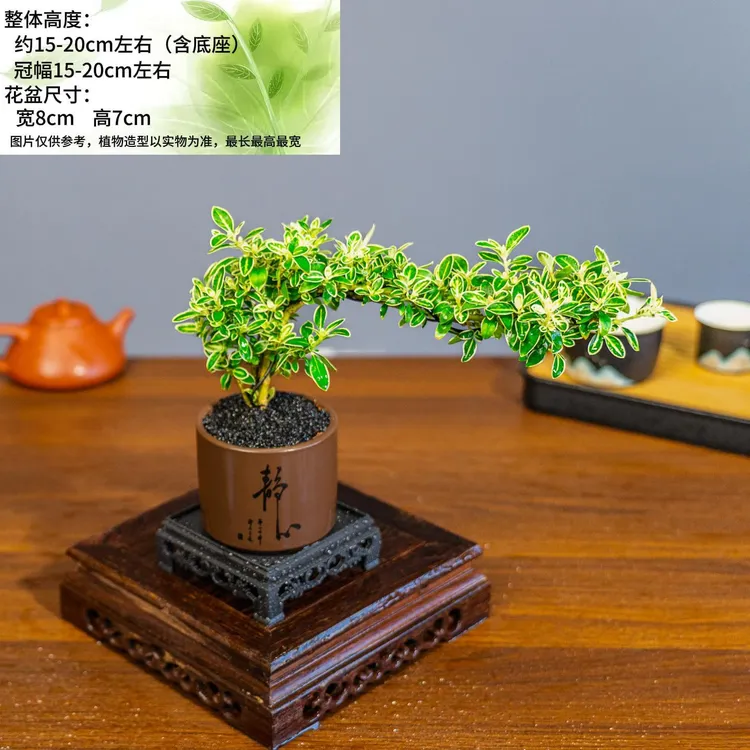 【静心六月雪】瓷盆悬崖金边六月雪微景盆栽造型办公室绿植白花