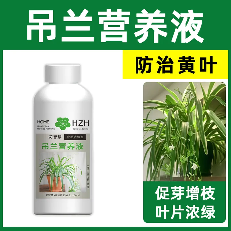 吊兰肥料专用肥金边吊兰营养液婚礼吊兰肥料壮苗促长的肥料氮磷钾