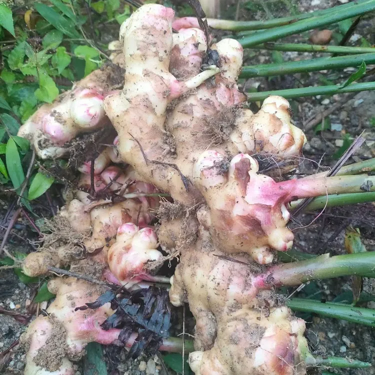 粤西第一高峰大田顶，高山种植产地，新鲜现挖红芽嫩姜泡