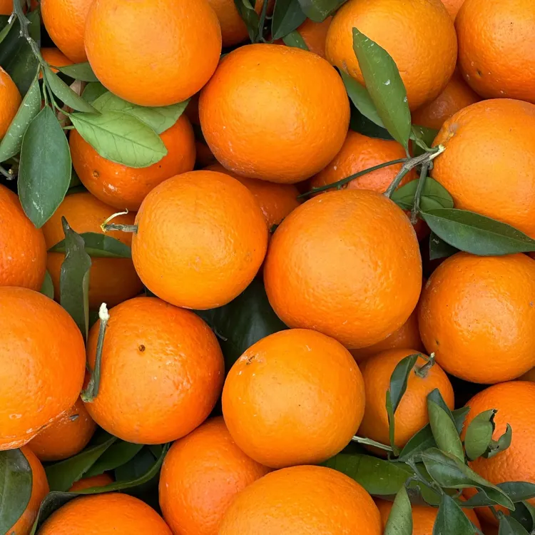 贵州高山脐橙阳光充足肉嫩多汁现摘新鲜水果产地直发橙子
