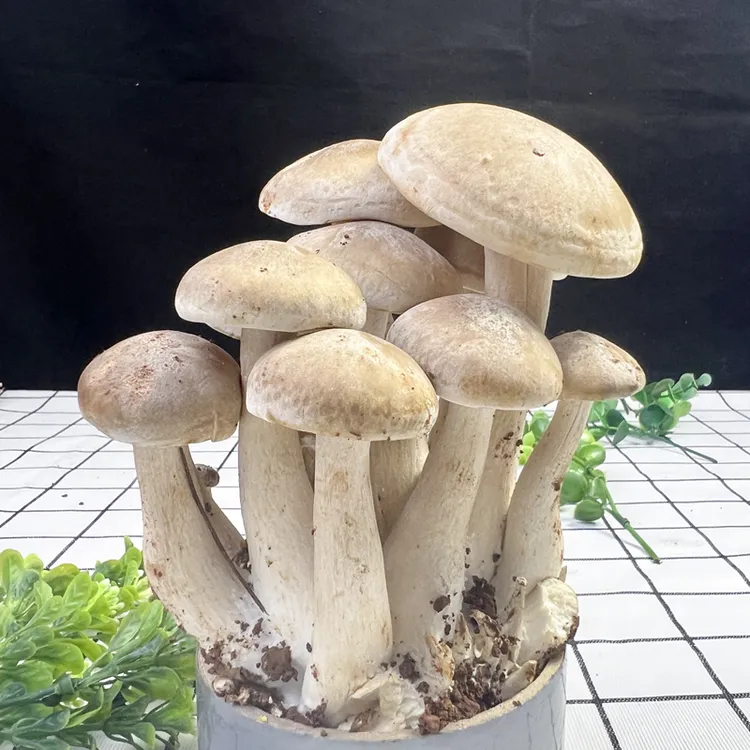 云南新鲜北风菌菌菇食用菌菇蘑菇菌菇顺丰空运当季菌子新鲜