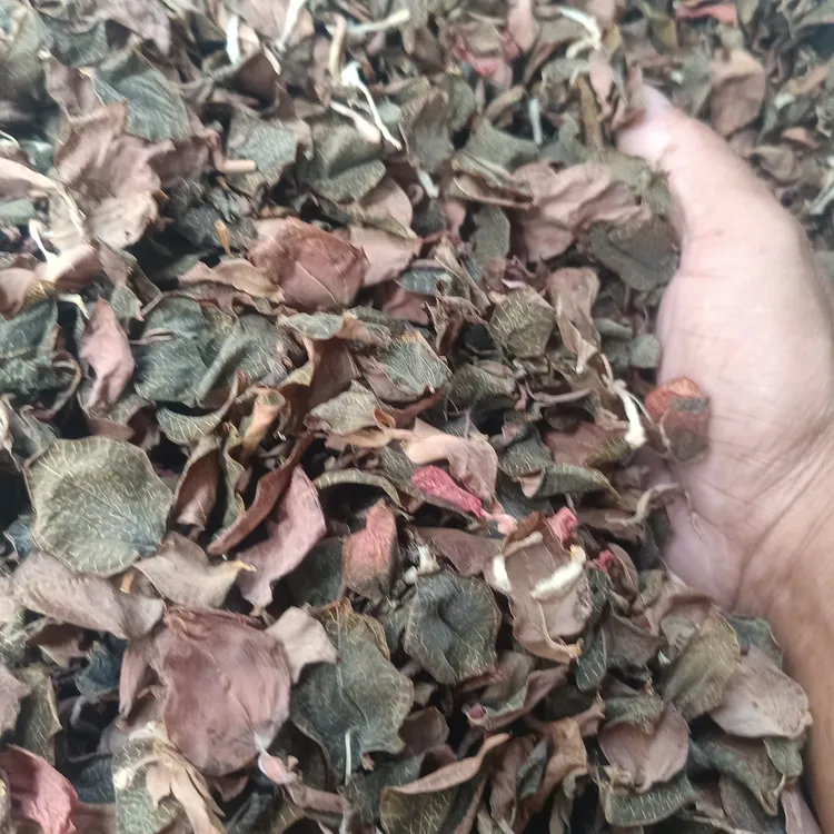 佛冈时时好运农产品种植金线莲250叶片干品