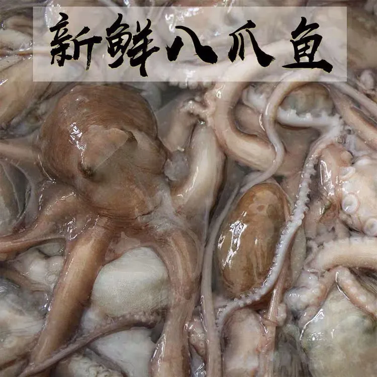 小八爪鱼 海捕章鱼  连云港赣榆区顺丰冰鲜或速冻 到手可试吃半斤