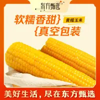东方甄选黄糯玉米真空包装软糯玉米营养早餐8根1.6kg/箱