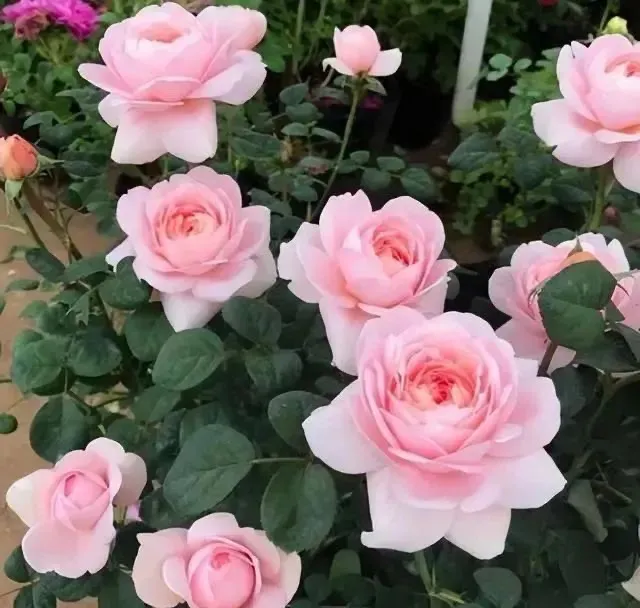 肆时花园品种月季盆栽