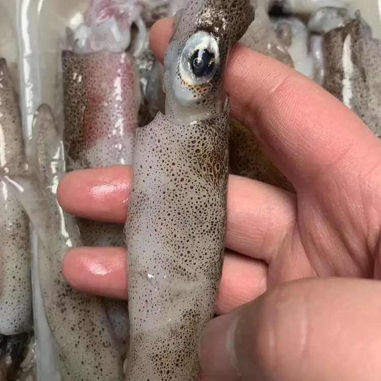 「精选」海兔 新鲜海捕笔管鱼海兔小鱿鱼速冻火锅食材冷链运输