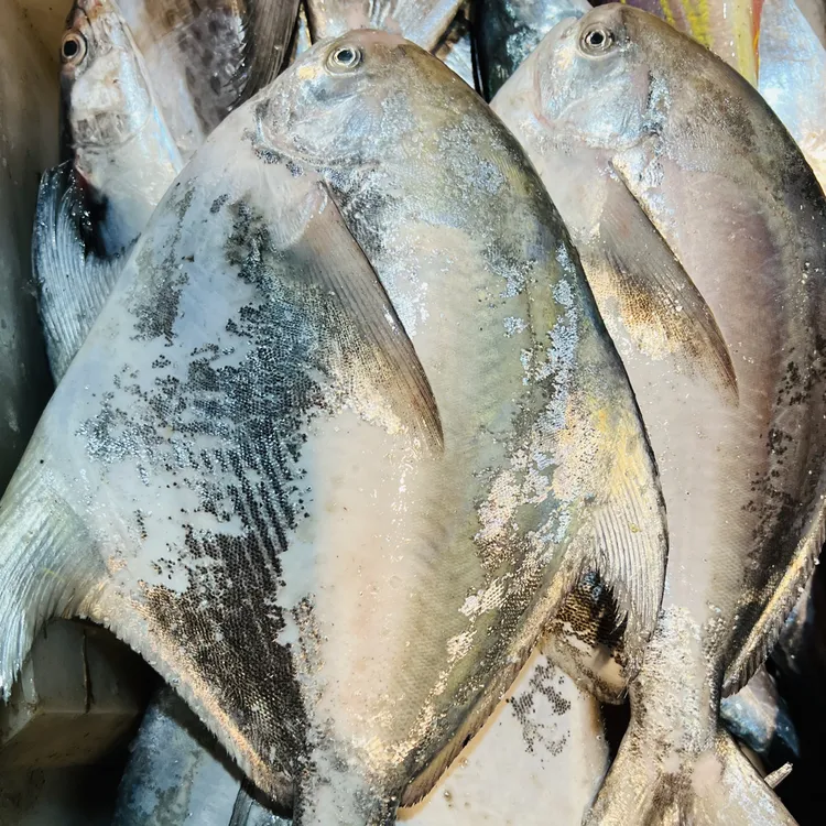汕尾本港野生三鯧魚，燕尾鯧，大规格