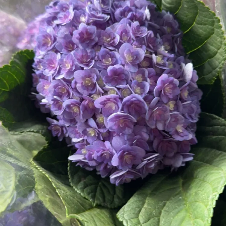 任选4单发货 不售后 包邮 重瓣绣球 随机颜色发货