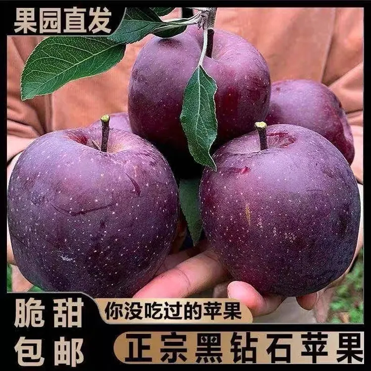 【净重4.5斤】黑钻石甘肃天水花牛苹果新鲜脆甜果园直发爆汁包邮