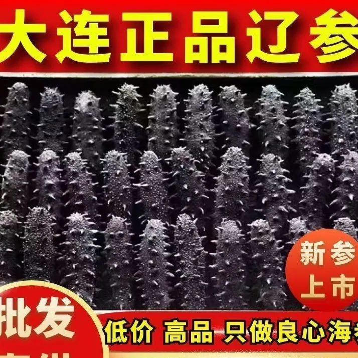 大连海参纯无盐纯干海参（一只试吃）