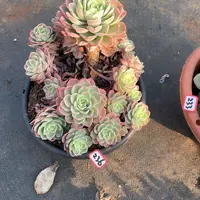 236哈密瓜 一物一拍多肉