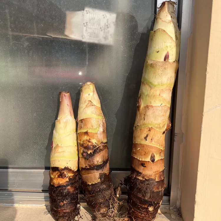 自己在日照市种植的高钙、富硒长香芋，