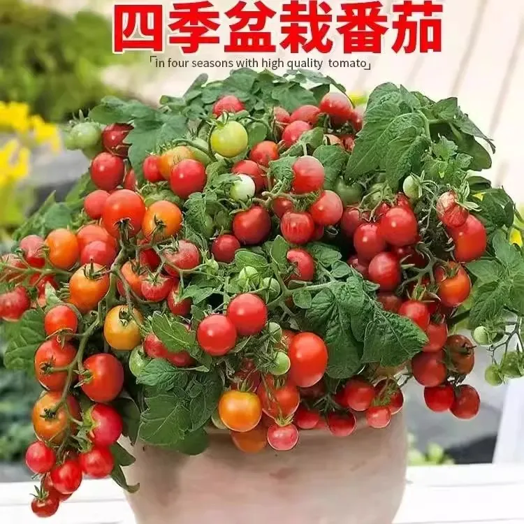【2袋400粒丨新疆包邮】盆栽小番茄矮生樱桃番茄种籽阳台圣女果种子