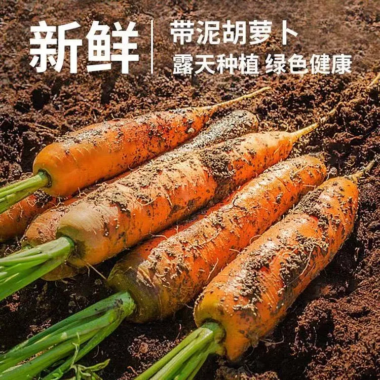 现挖鲜胡萝卜沙土地蔬菜水果红萝卜现挖农家自种新鲜健康营养蔬菜