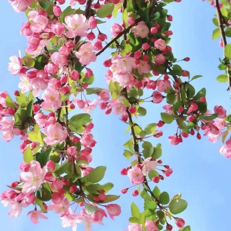 高杆海棠花粉色重瓣庭院带香味耐寒植物正宗老北京海棠花西府海棠