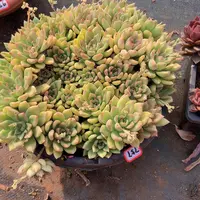 一物一拍多肉757璀璨