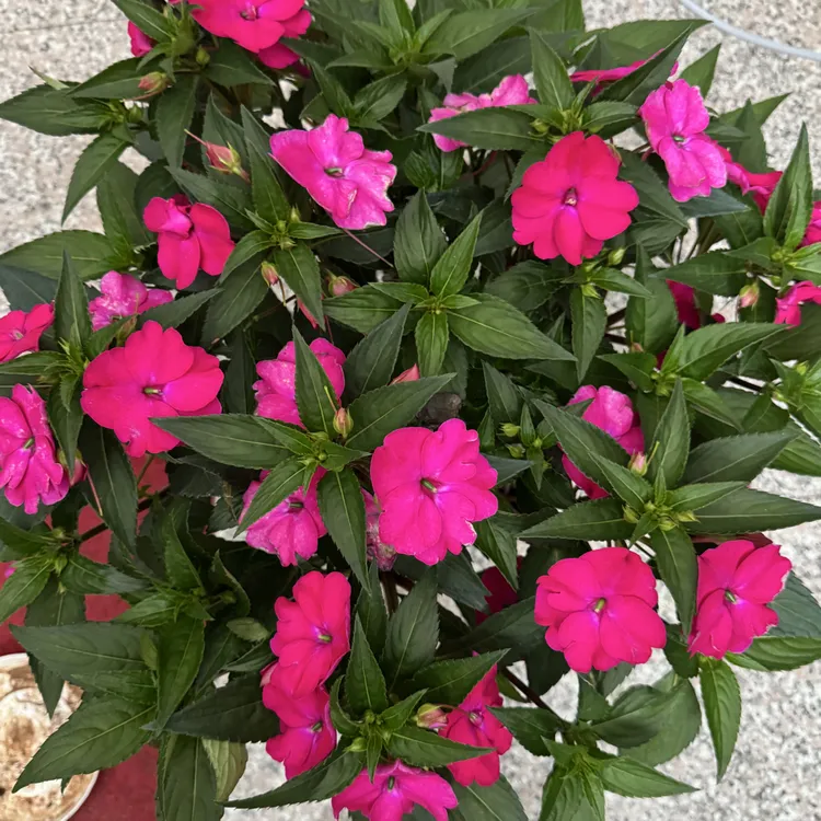玫红色超级凤仙桑蓓斯，开花性极好，疯狂爆花，耐晒耐半阴，耐积水