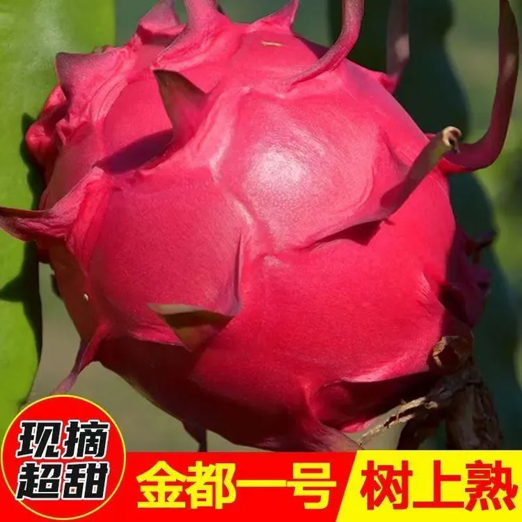 【新人福利】树上自然成熟金都一号红心火龙果香甜可口新鲜红肉水果
