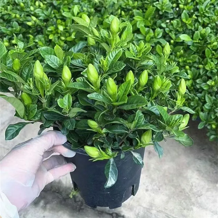 浓香栀子花鲜花丛生重瓣盆栽室内植物带花苞四季好养花卉绿植生活