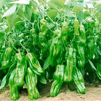 【满五包包邮】薄皮泡椒辣椒种子牛角四季种籽高产盆栽