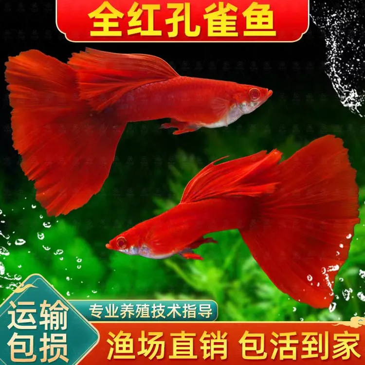 【全红孔雀鱼】热带鱼小型纯种观赏鱼孔雀鱼凤尾鱼孔雀胎生易繁殖