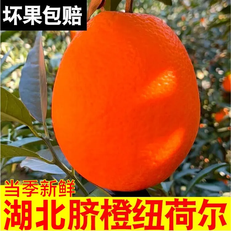 正宗纽荷尔脐橙5/9斤农家新鲜现摘多汁香甜农家产地直发当季水果