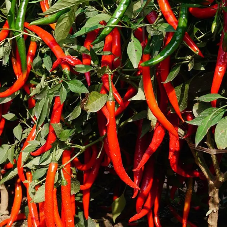 【美人椒种子】香辣美人椒种子干鲜辣椒两用四季春季阳台盆栽种子