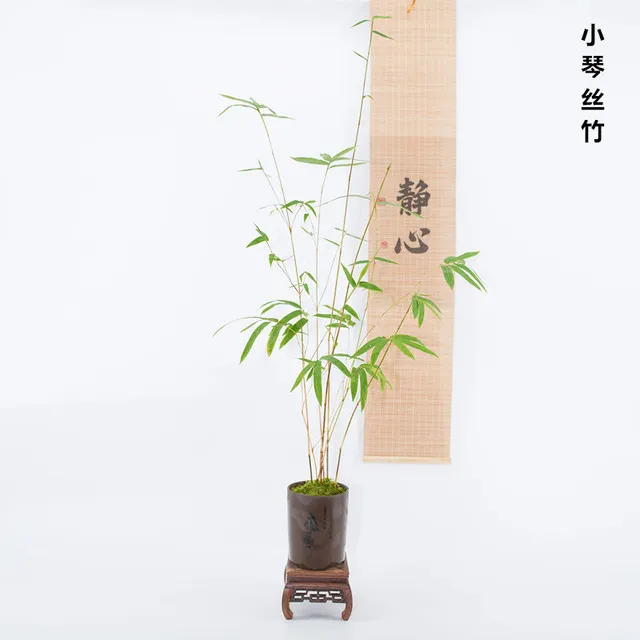 三色竹小琴丝竹子书房文人老桩盆景竹苗室内客厅绿植庭院阳台植物