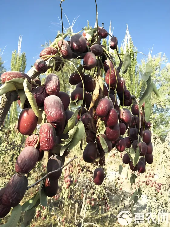 新疆若羌灰枣原生态