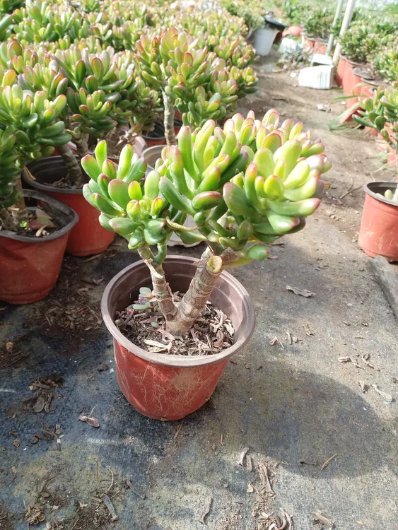 招财猫多头老桩多肉植物好养室内净化空气阳台防辐射花卉绿植盆栽