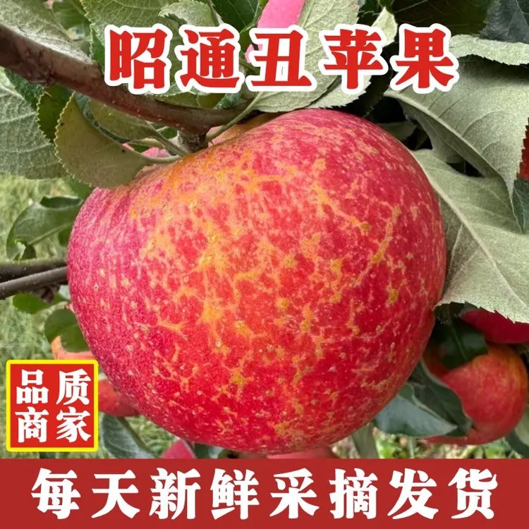 【正宗昭通市丑苹果】2025云南昭通冰糖心丑苹果新鲜水果脆甜2/5斤