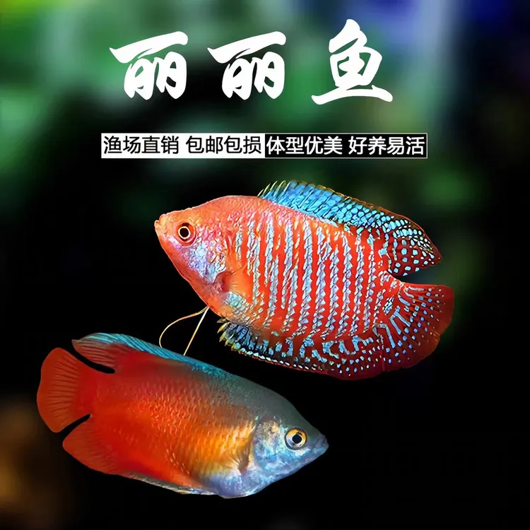 五彩丽丽鱼曼龙鱼热带小型观赏鱼淡水耐活好养无需打氧