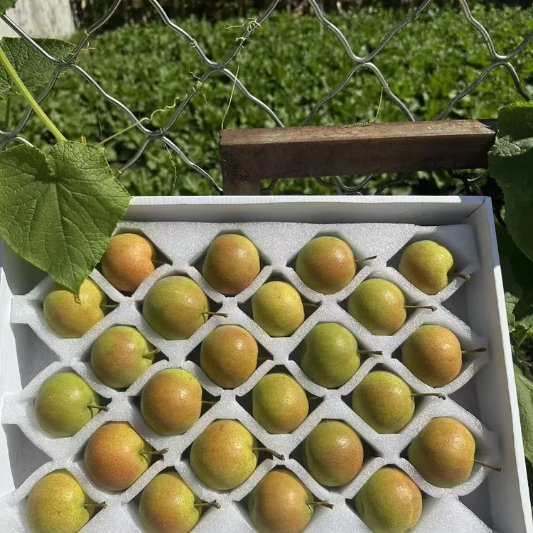 正中鞍山老树阳面红果