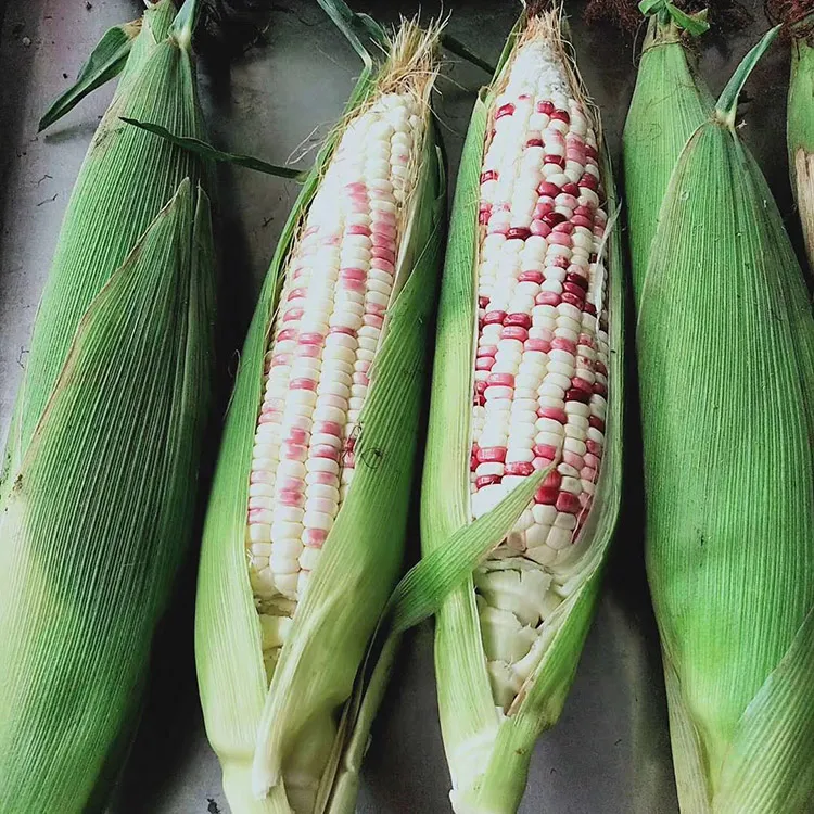 花糯玉米粗粮饱满新鲜糯玉米粗粮饱腹感包邮