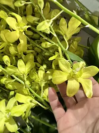 绿翡翠【 秋石斛】盆栽爆花 好养花期长 云南鲜花绿植