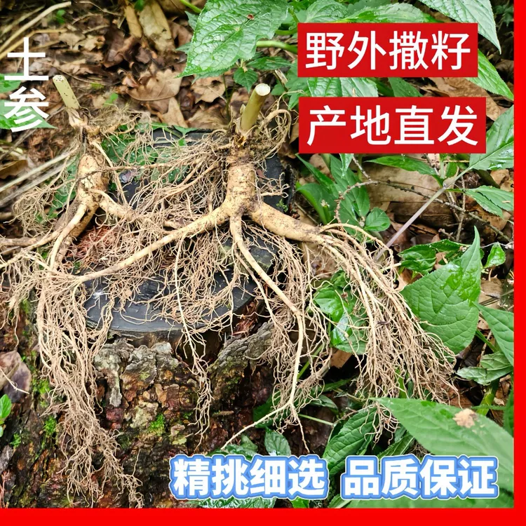 穗桓（福参记少爷）长白山带土林下参 顺丰一单一发支持截图 
