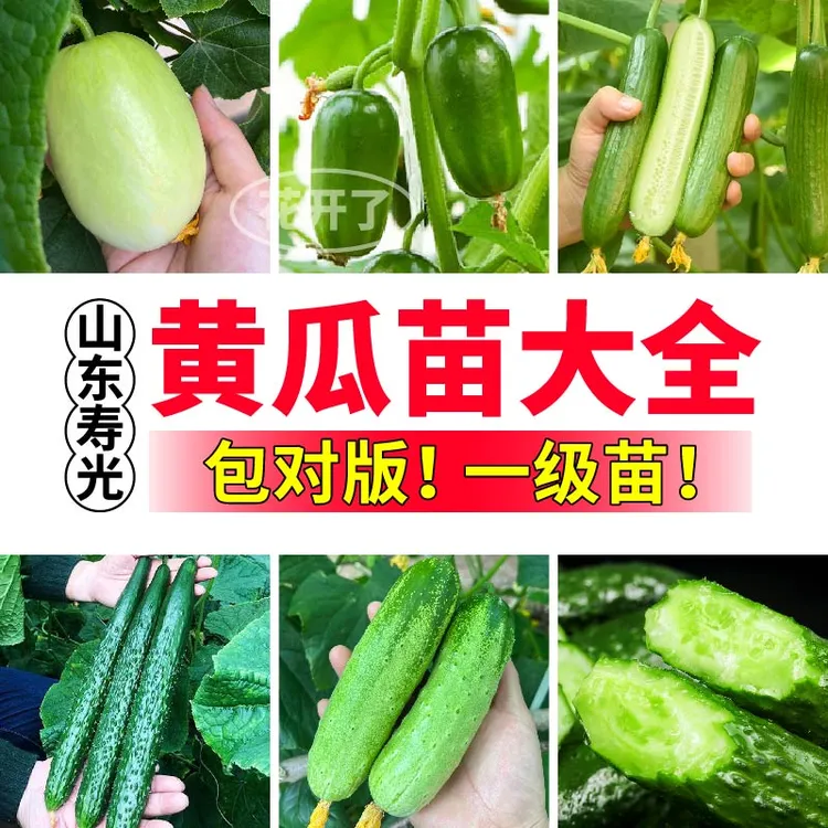 山东寿光各种黄瓜苗秧大全四季高产金童玉女黄瓜大黄瓜水果黄瓜