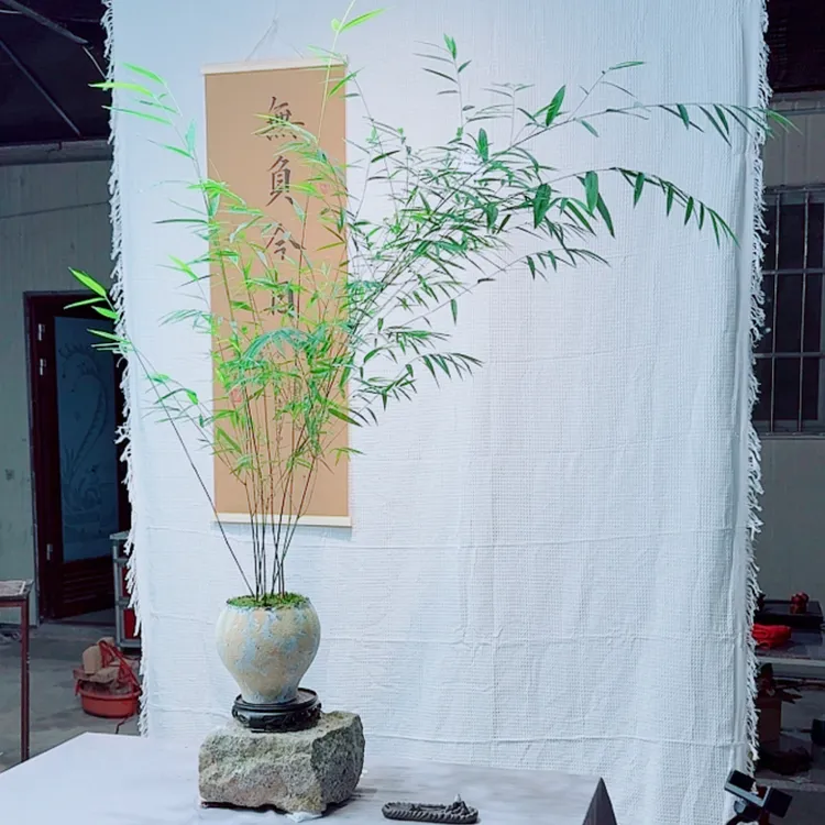 内门竹室内观赏客厅桌面盆景植物茶室，室内居家绿植茶空间竹子
