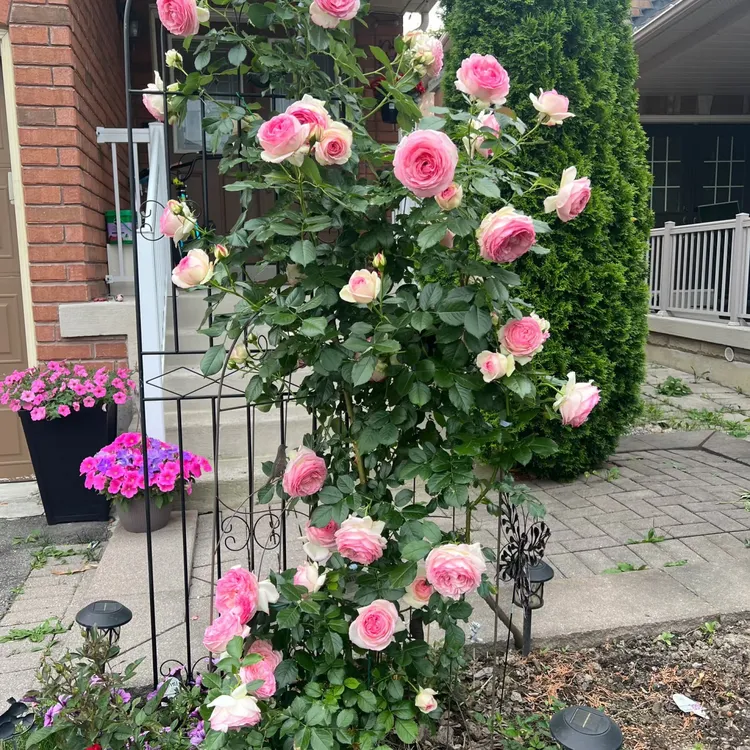 fenlong tal attir 粉色龙沙宝石120高度1-2枝条