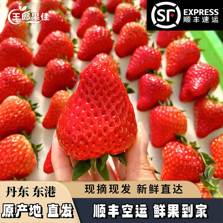 东港马家店草莓 丹东99草莓 草莓鲜果现摘发货【顺丰空运包邮】