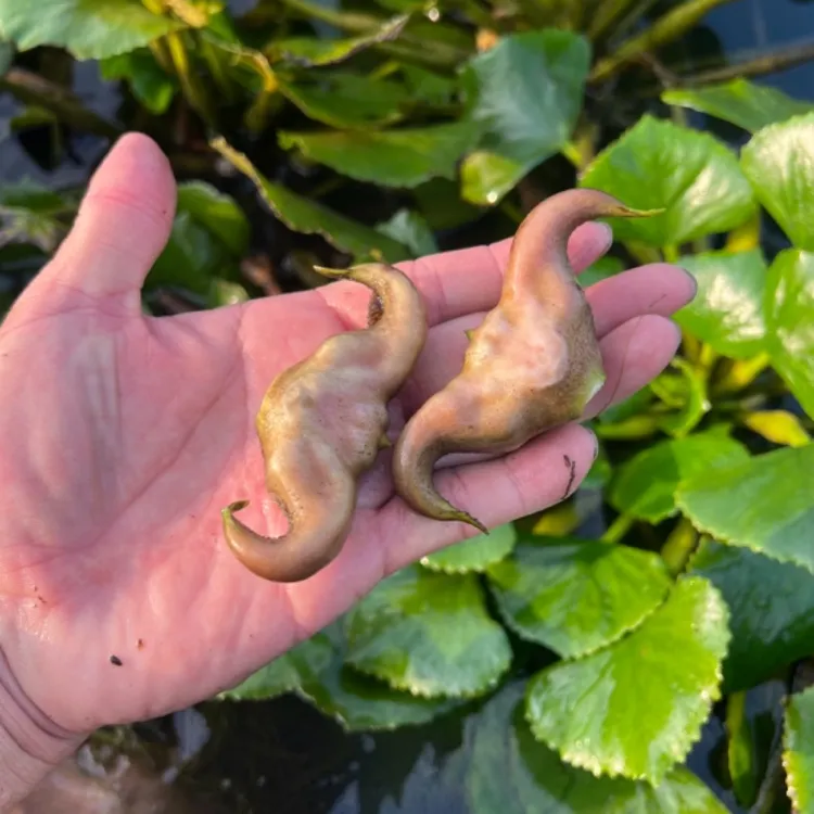 新鲜菱角苏北特色现摘现发粉糯香甜活水生长可生吃可熟食